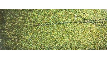 Tinta Nissan DAL EVERGREEN