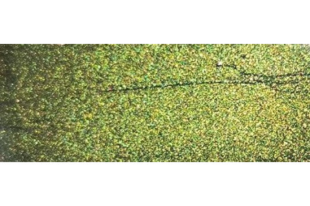 Tinta Nissan DAL EVERGREEN Tinta Nissan DAL EVERGREEN